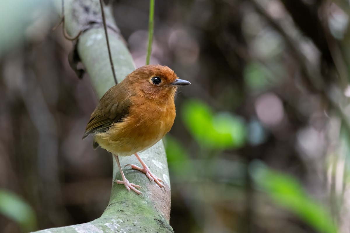 Rusty-breasted Antpitta - ML614599850