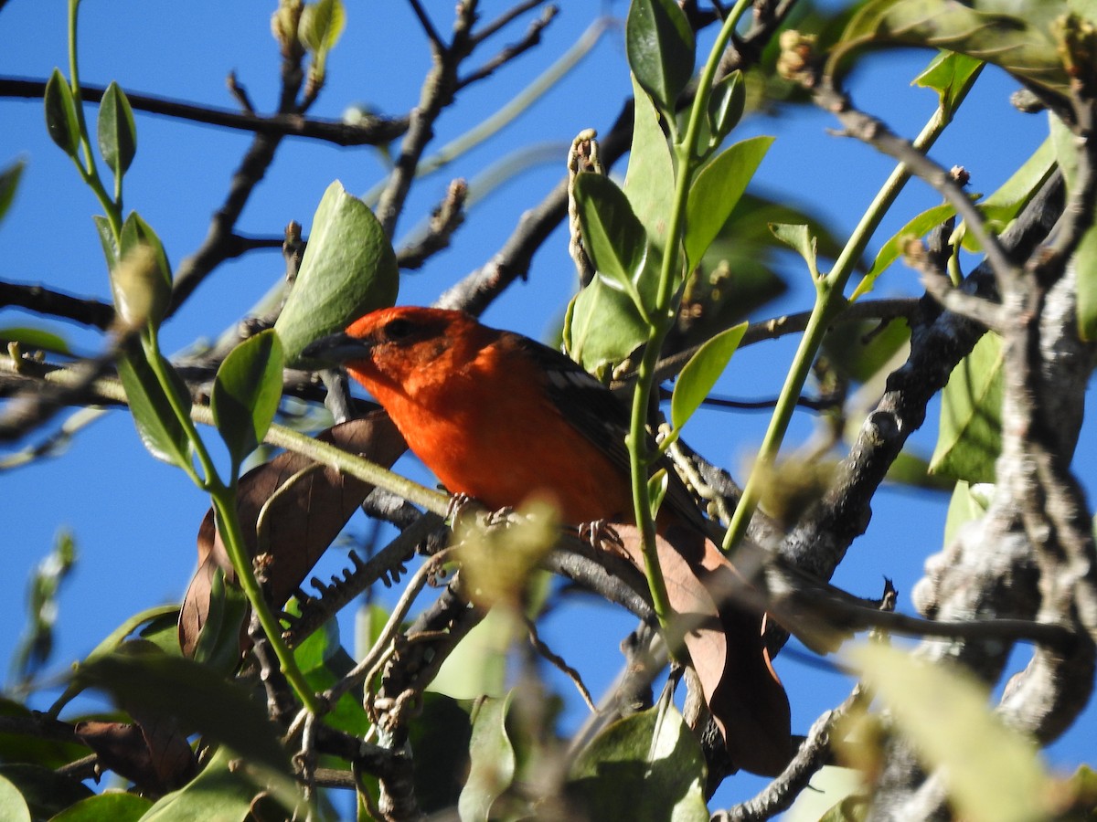 Flame-colored Tanager - ML614599891