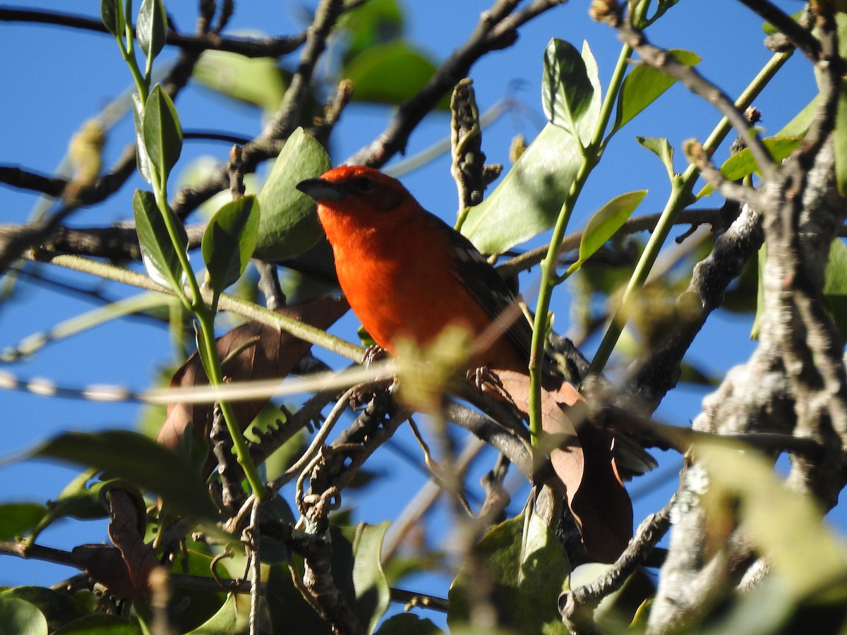 Flame-colored Tanager - ML614599892