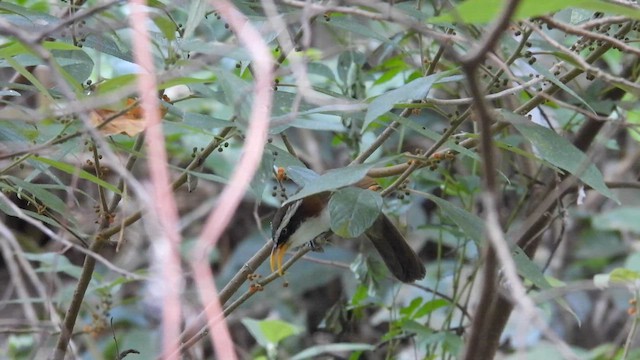 White-browed Scimitar-Babbler - ML614599978