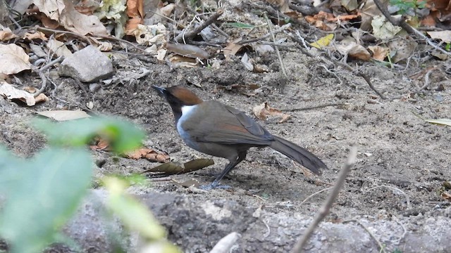 White-necked Laughingthrush - ML614599987