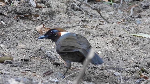 White-necked Laughingthrush - ML614599988