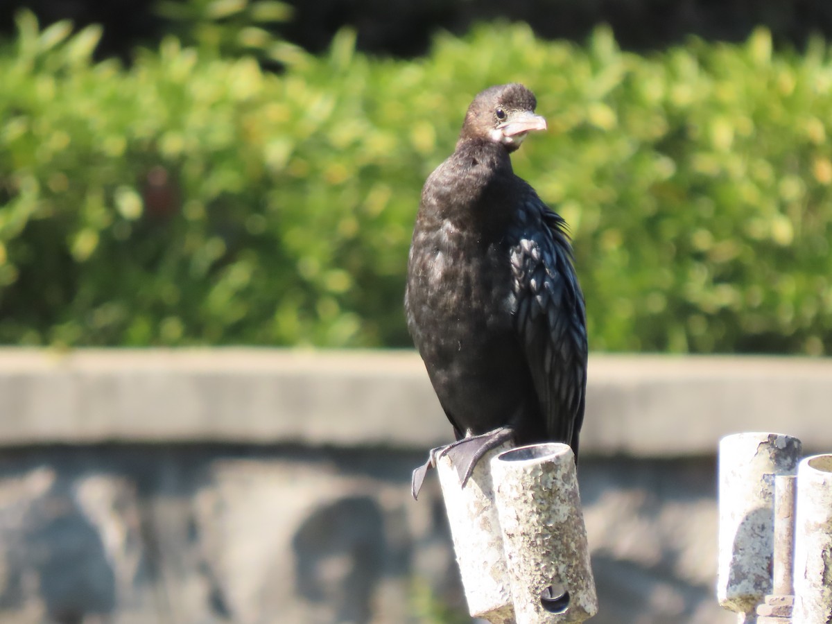 Little Cormorant - Gerry Hawkins