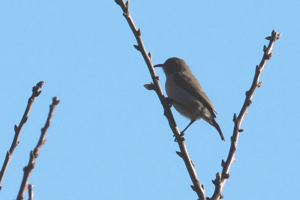 Palestine Sunbird (Palestine) - ML614600088