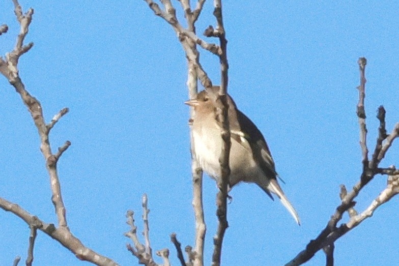 פרוש הרים - ML614600106