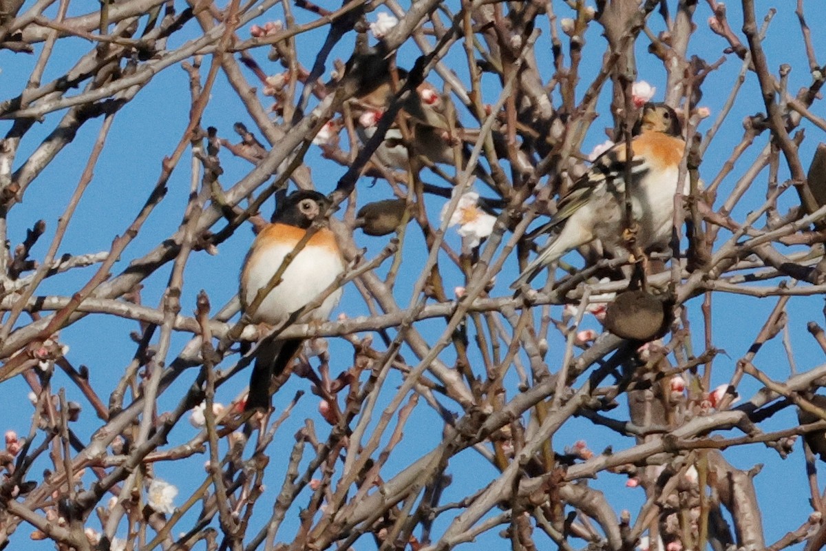 Brambling - ML614600127