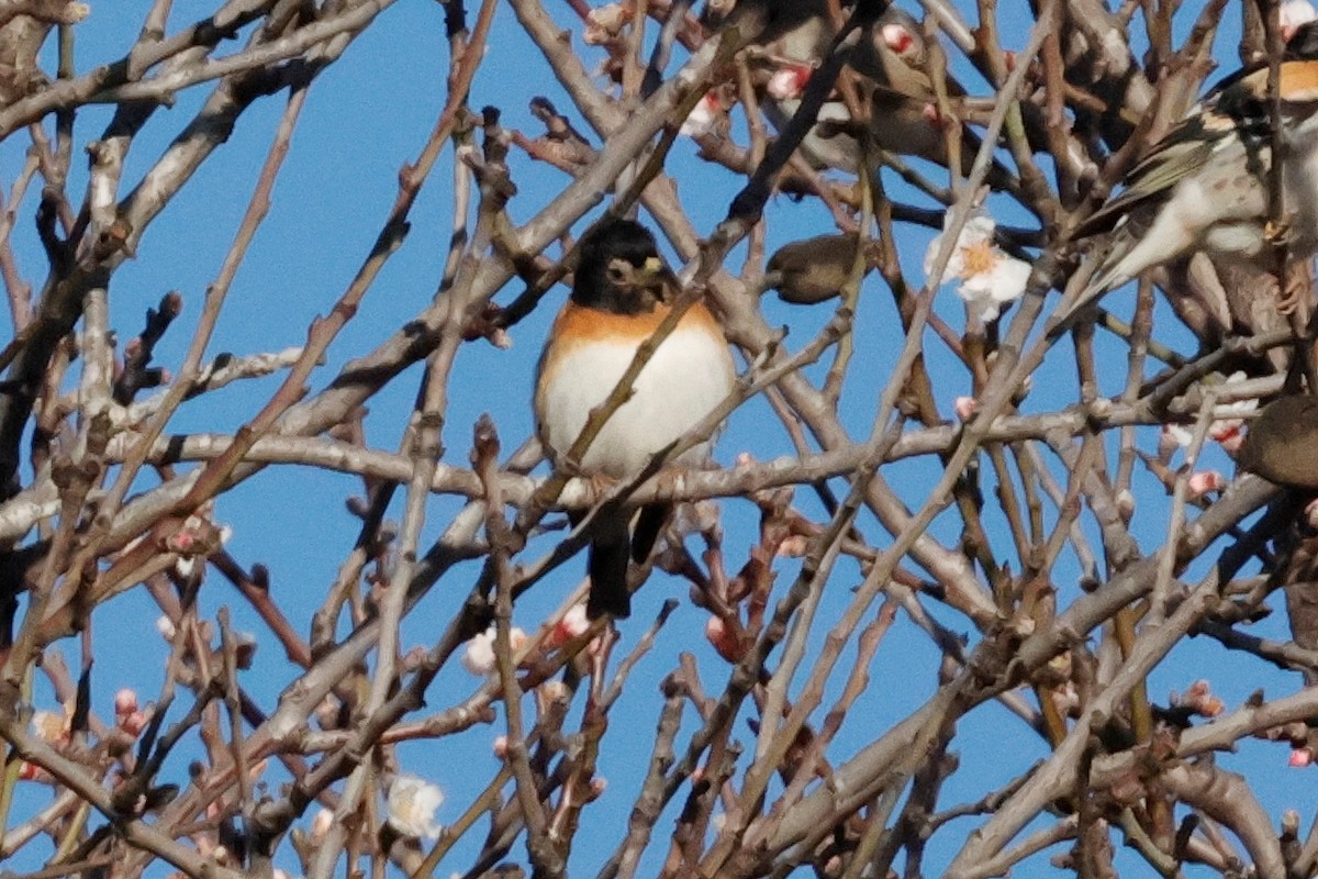 Brambling - Shmuel Bernstein