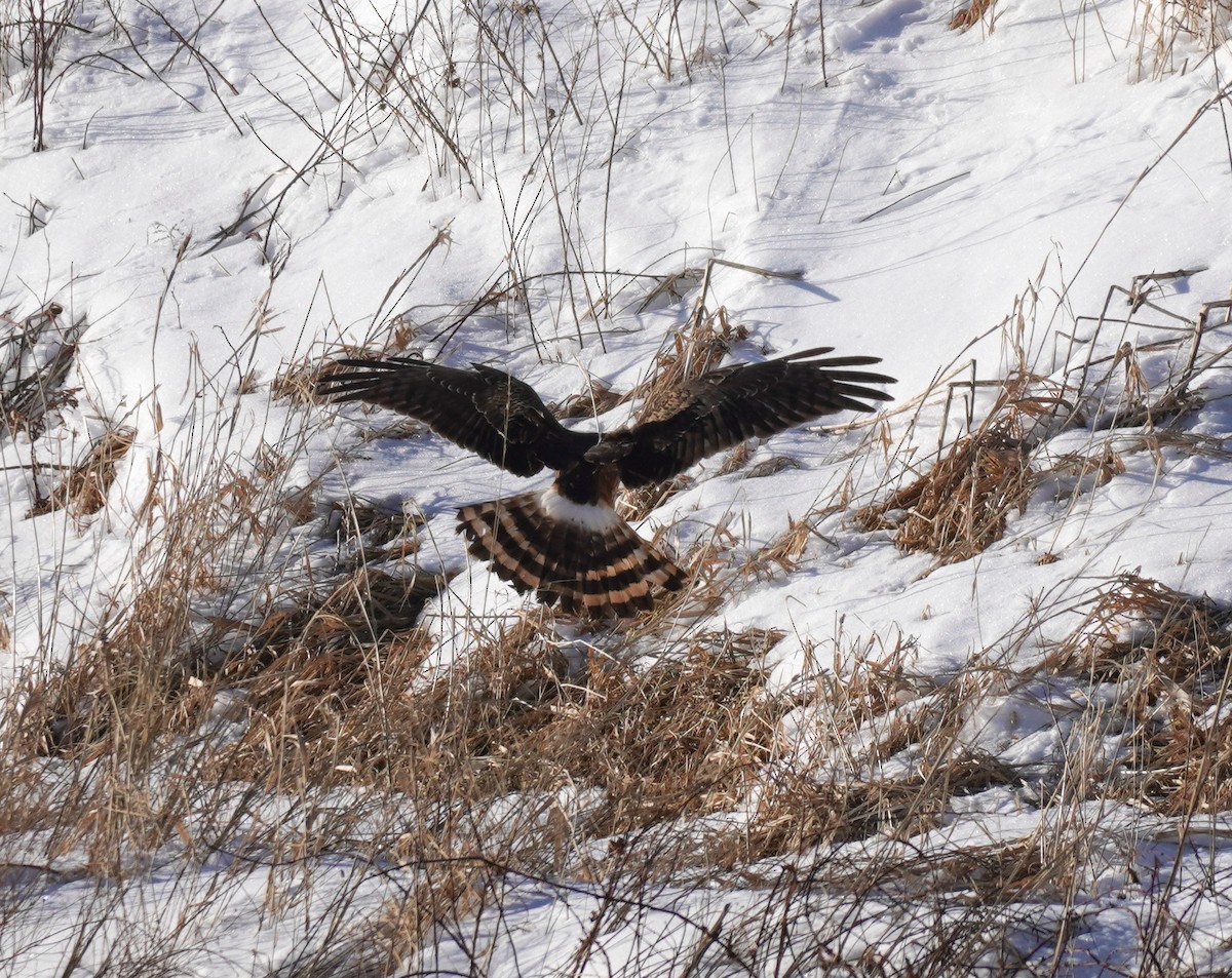 Northern Harrier - ML614600130