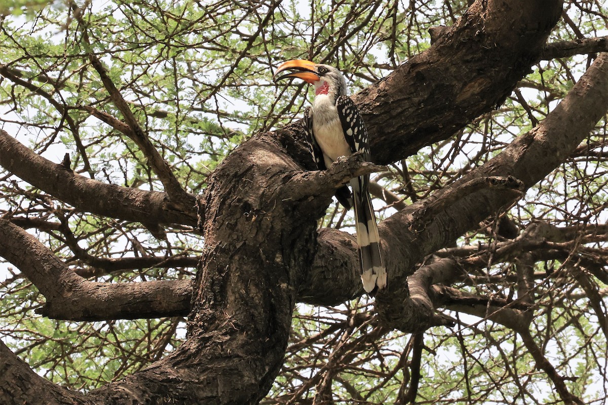 Eastern Yellow-billed Hornbill - Jian-Long(建龍) WU(吳)