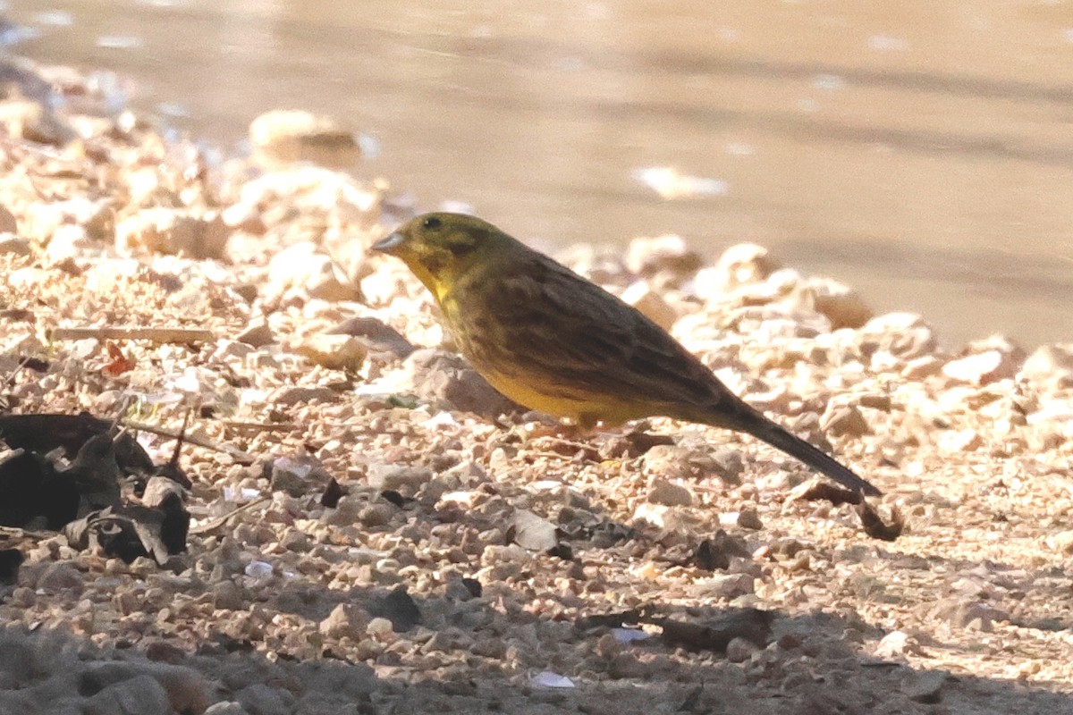 Yellowhammer - ML614600156