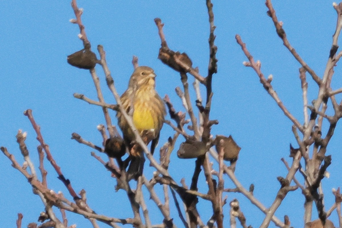 Yellowhammer - ML614600158