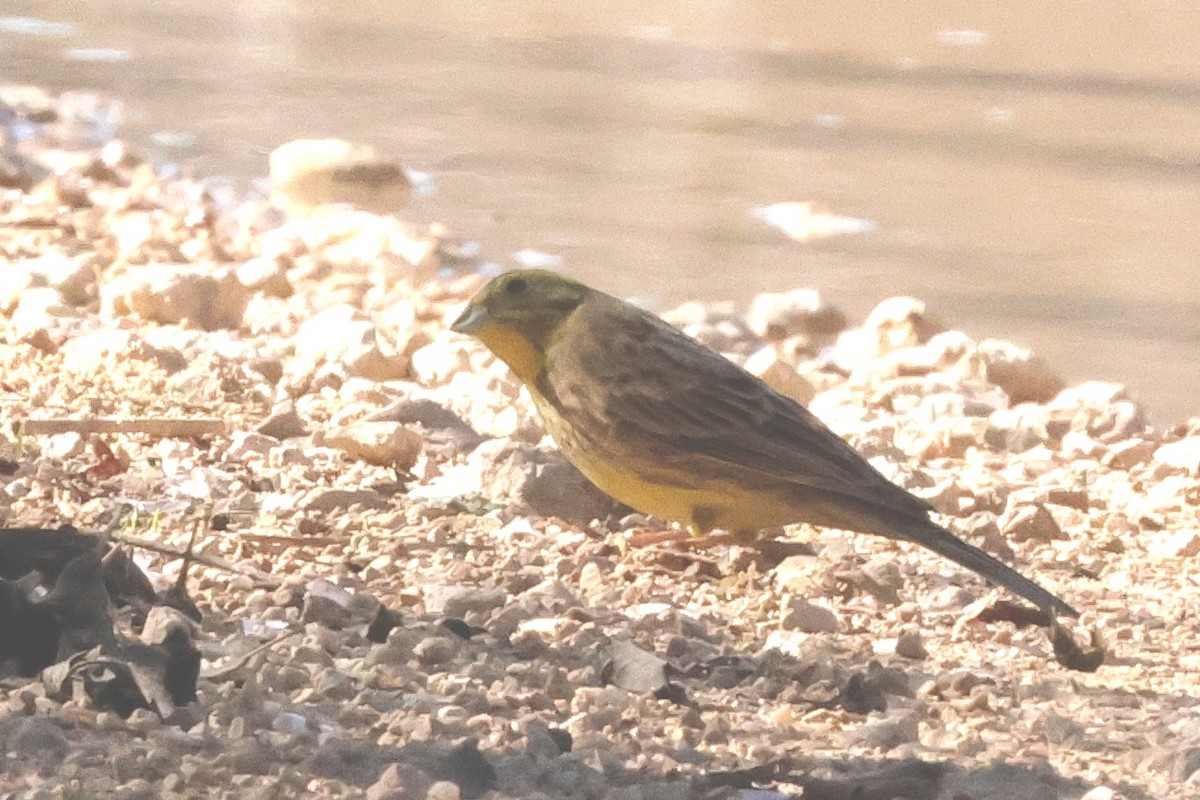 Yellowhammer - ML614600160