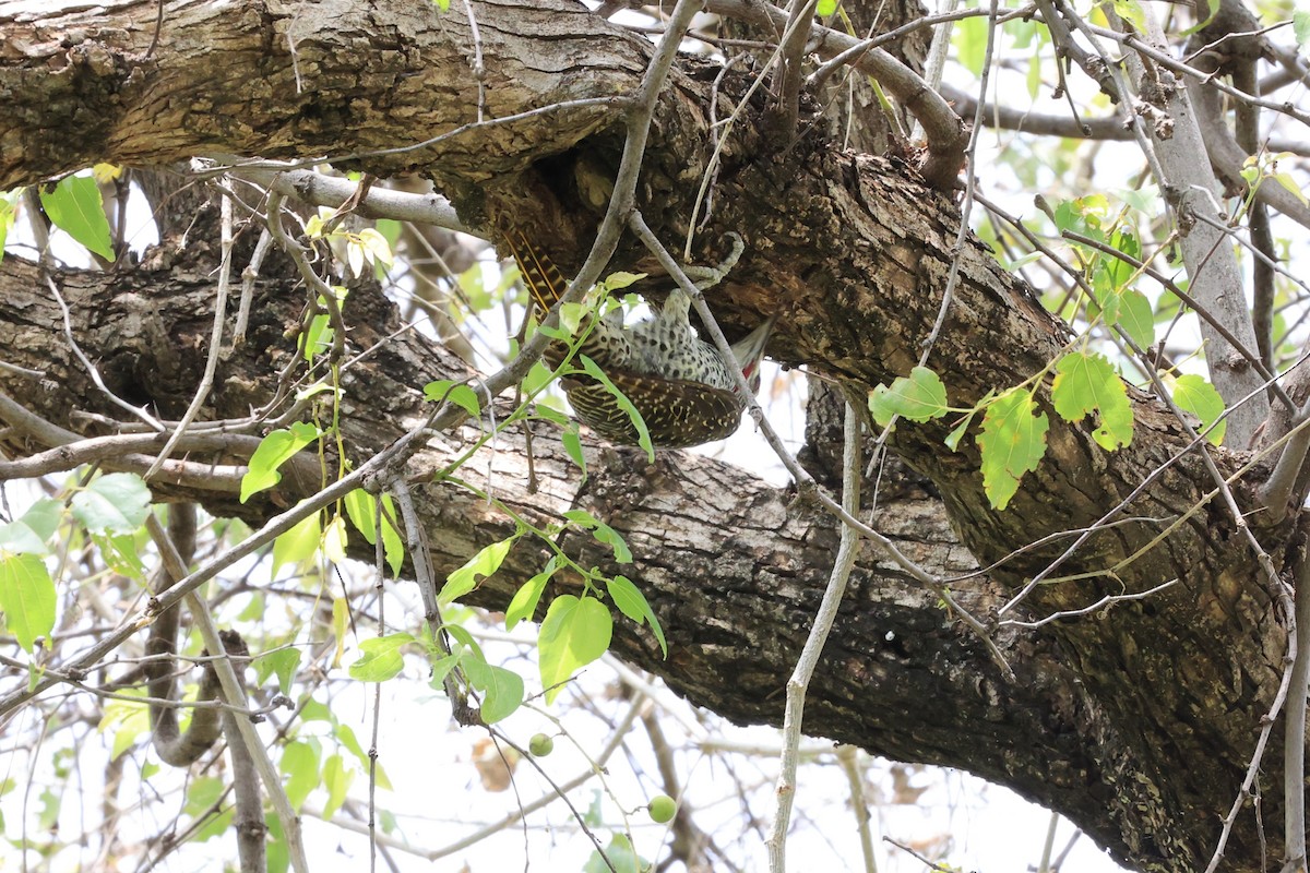 Nubian Woodpecker - ML614600196