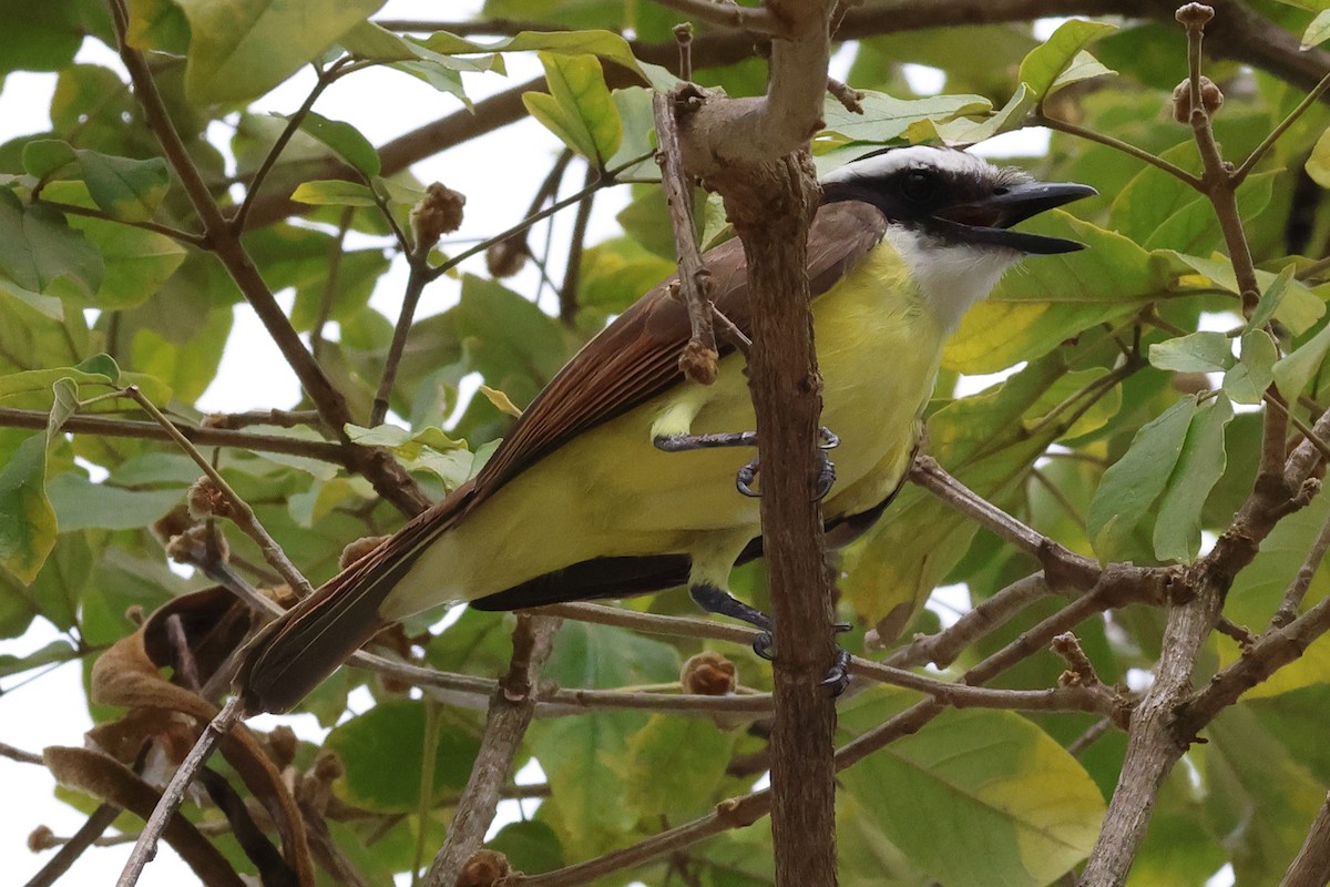 Great Kiskadee - Mark Miller