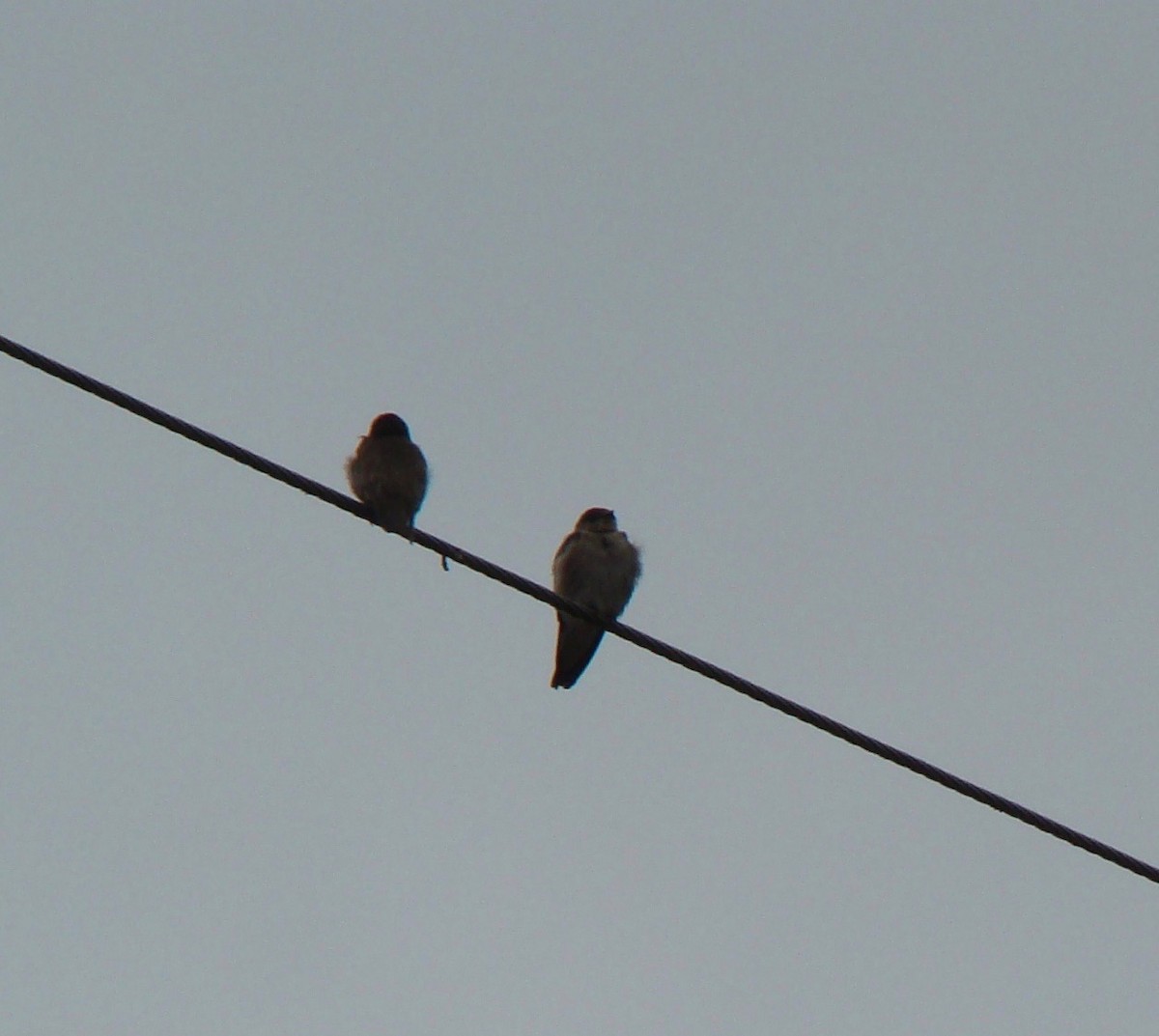 Golondrina Aserrada - ML614600275