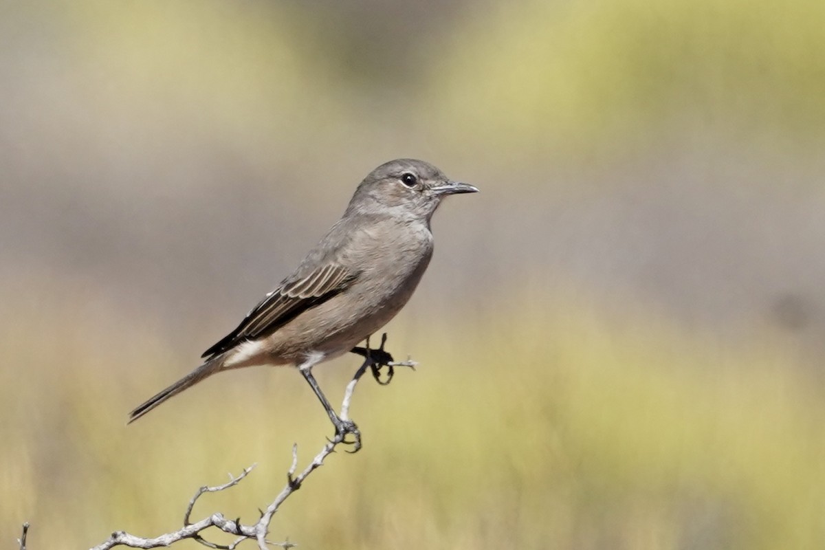 Chat Flycatcher - ML614600292