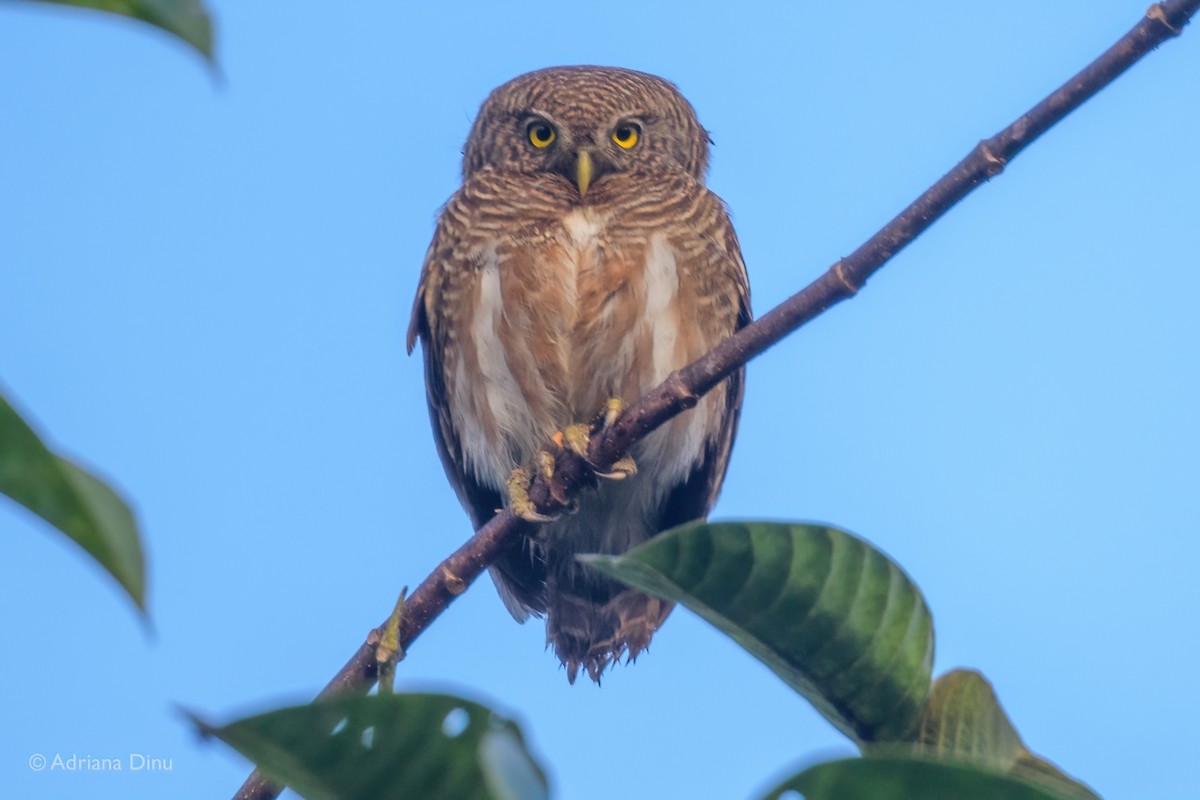 Asian Barred Owlet - ML614600430