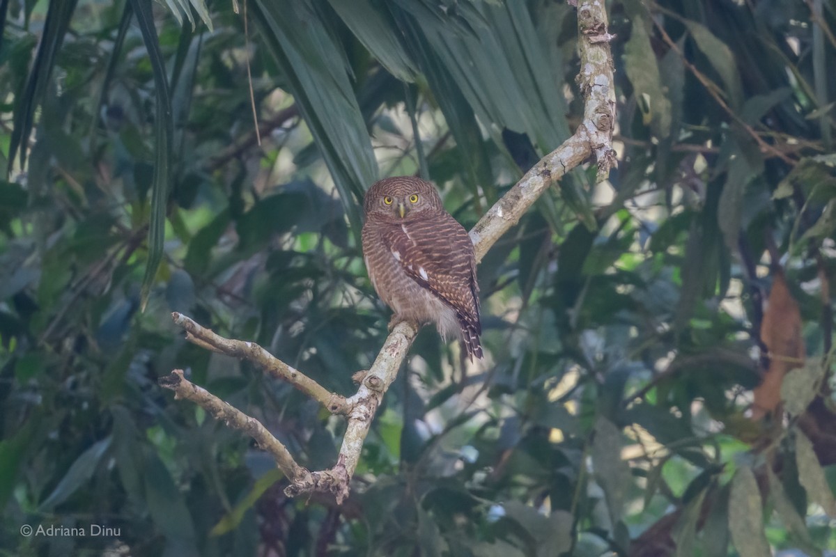 Asian Barred Owlet - ML614600432