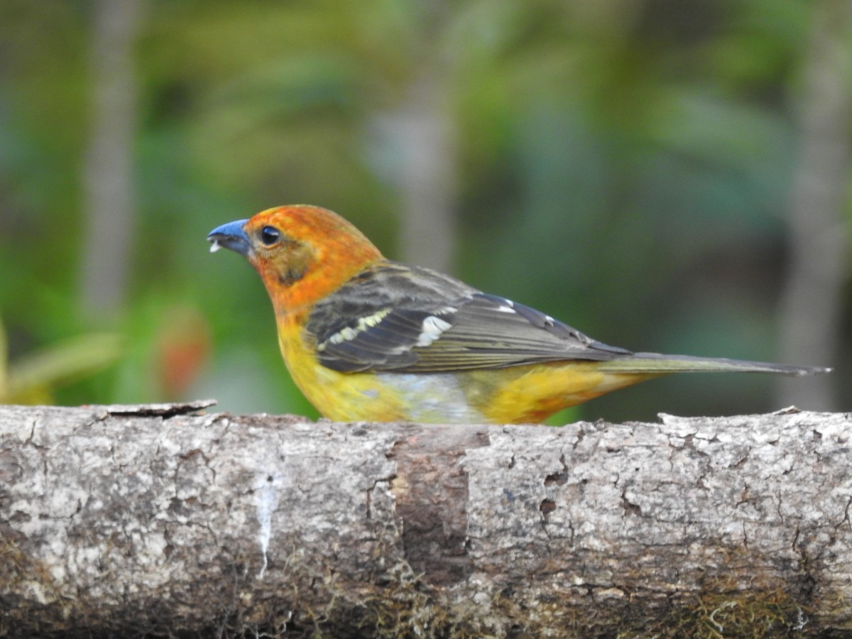 Flame-colored Tanager - ML614600436