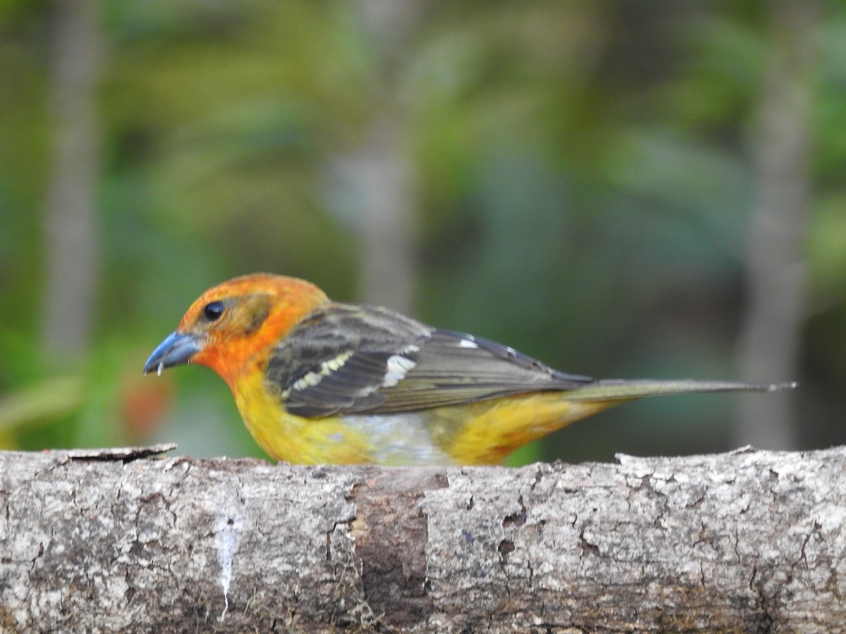 Flame-colored Tanager - ML614600437