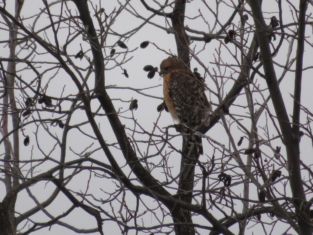 Red-shouldered Hawk - David Larson