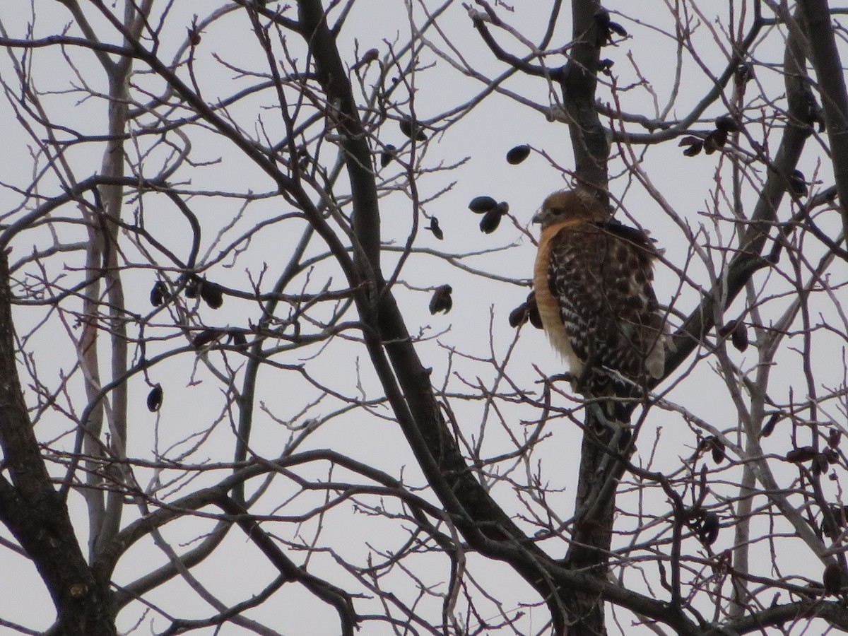 Red-shouldered Hawk - David Larson