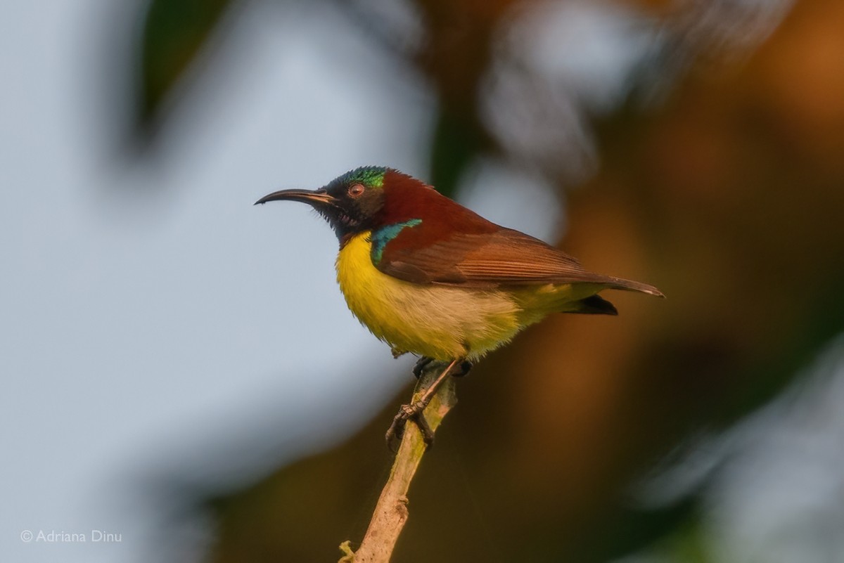 Purple-rumped Sunbird - ML614600488