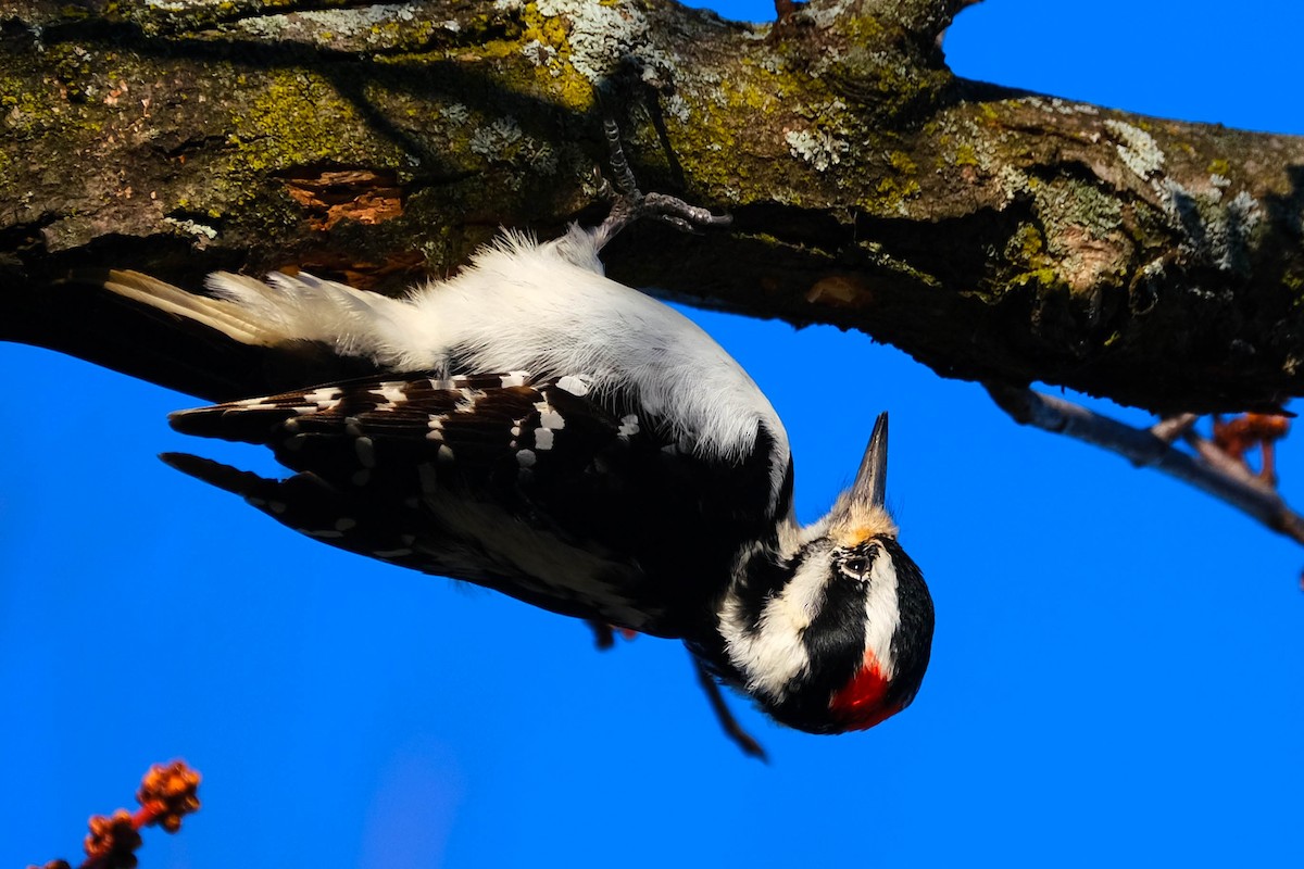 Hairy Woodpecker - ML614600498