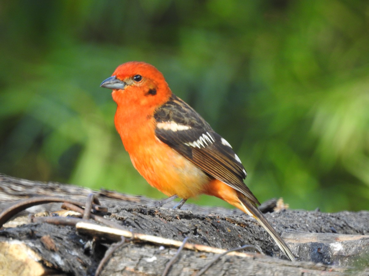 Flame-colored Tanager - ML614600501