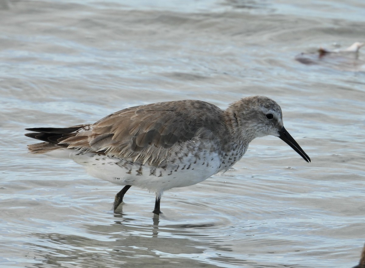 Red Knot - ML614600514