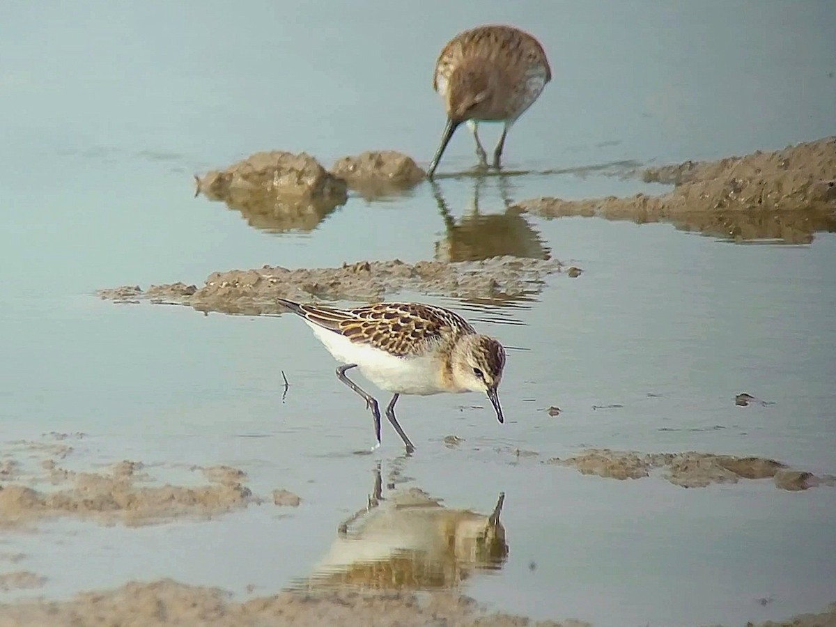 Little Stint - Toby Carter