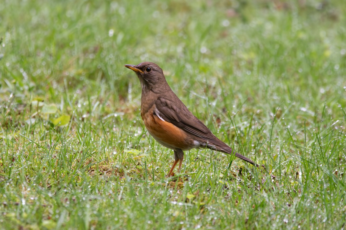 Brown-headed Thrush - ML614600561