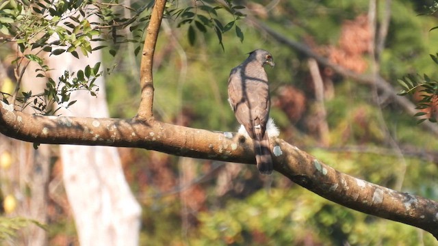 Crested Goshawk - ML614600673