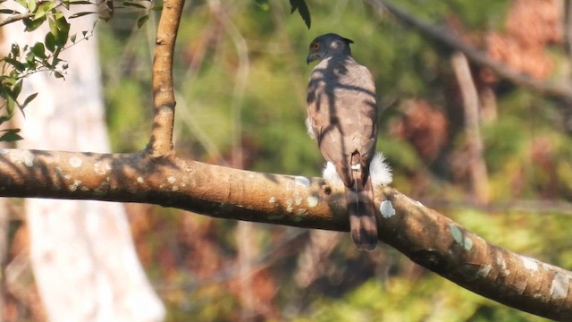 Crested Goshawk - ML614600674