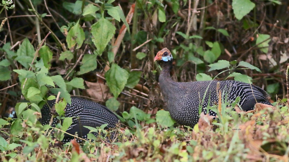 Helmeted Guineafowl - ML614600736