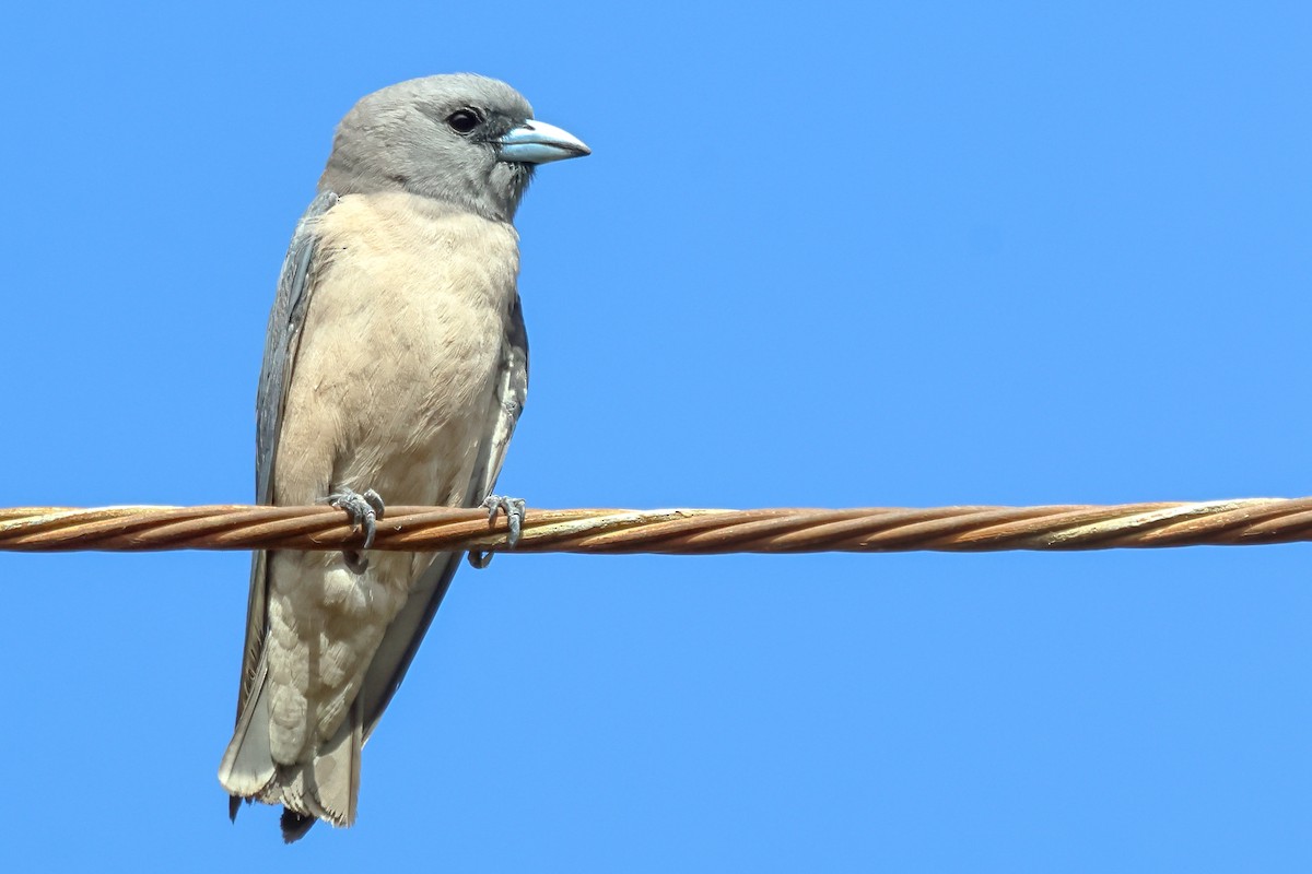 Ashy Woodswallow - ML614600744