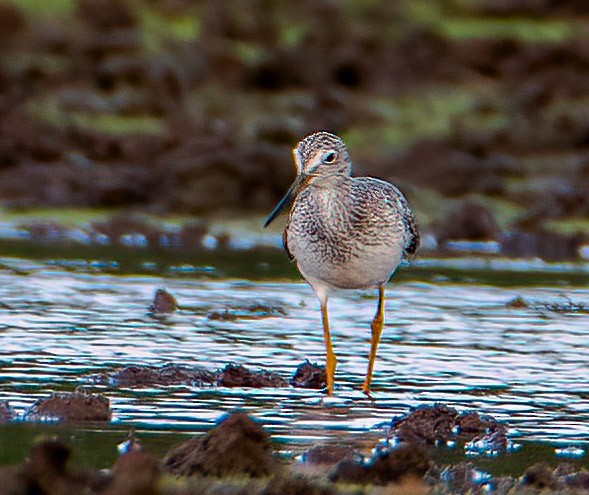 Greater Yellowlegs - ML614600748