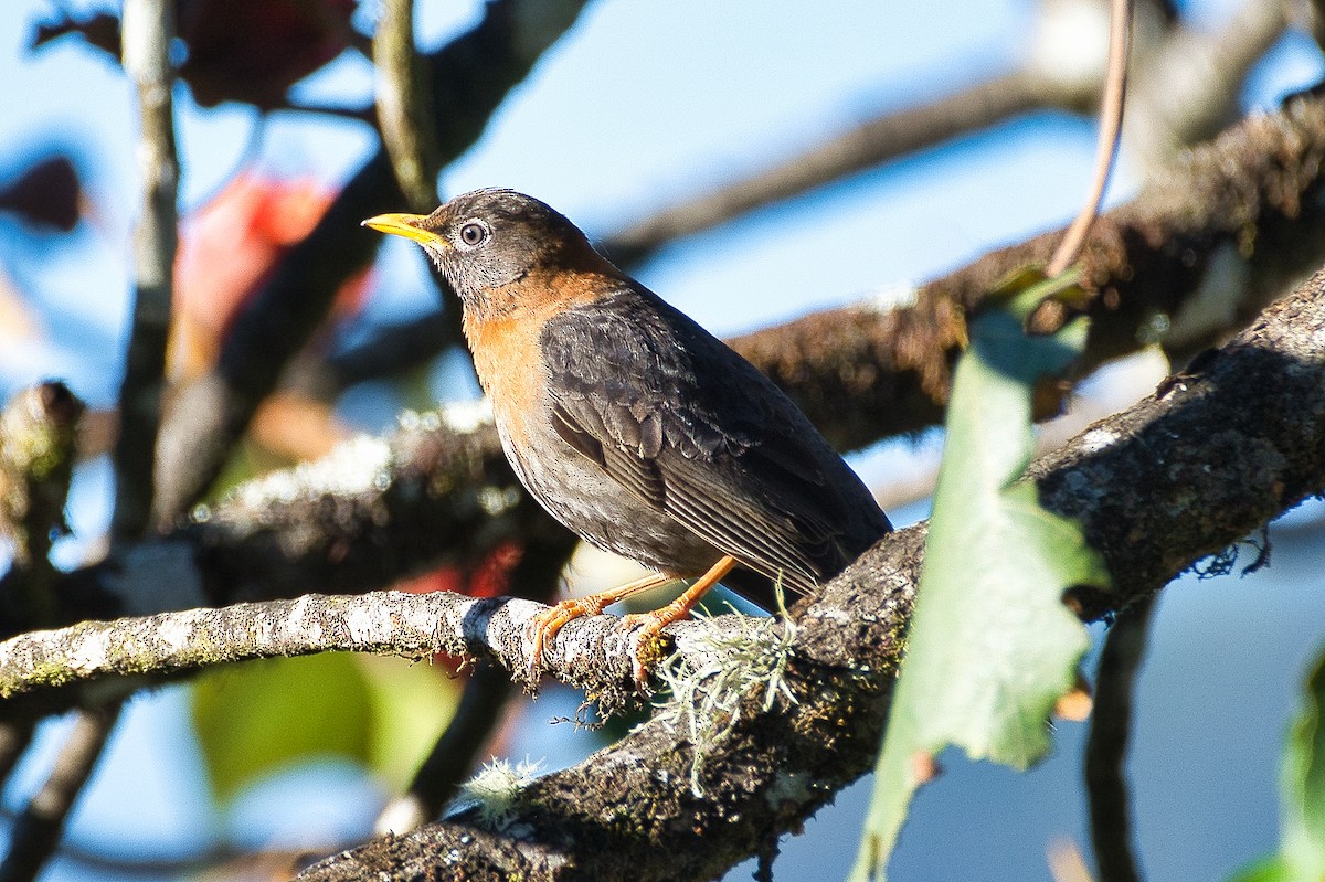 Rufous-collared Robin - Esteban Ros