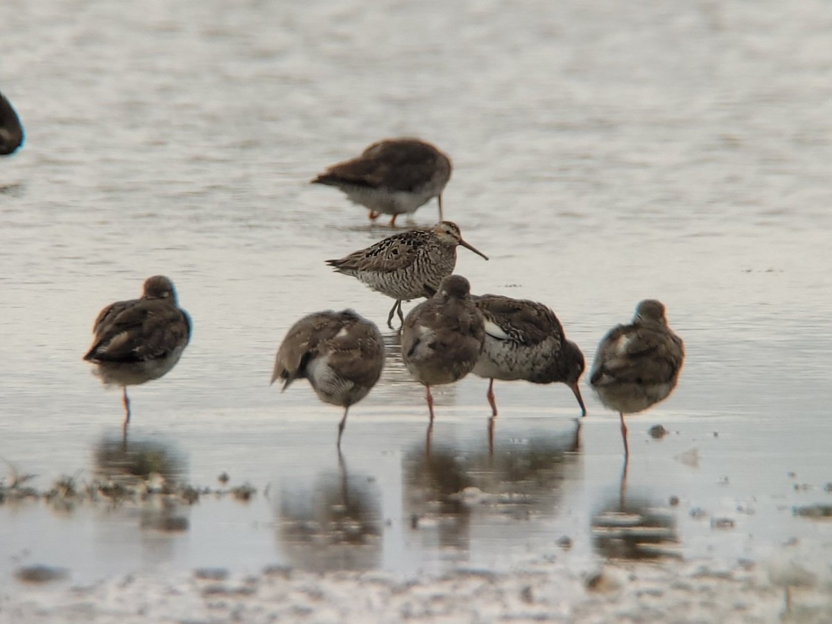 Stilt Sandpiper - ML614600934