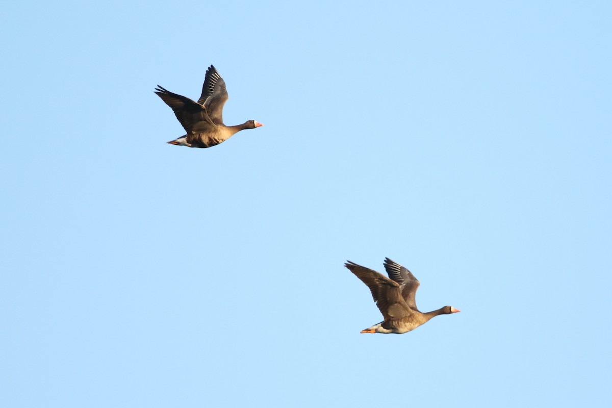 Greater White-fronted Goose - ML614601024