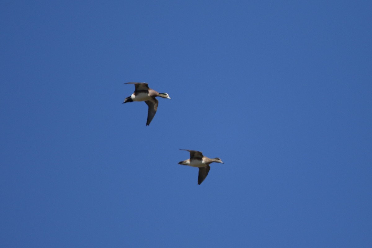 American Wigeon - Cliff VanNostrand