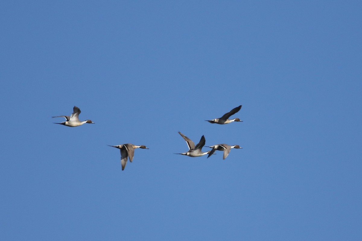 Northern Pintail - ML614601064