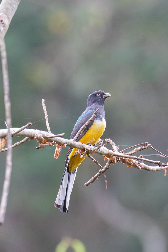 Citreoline Trogon - ML614601079