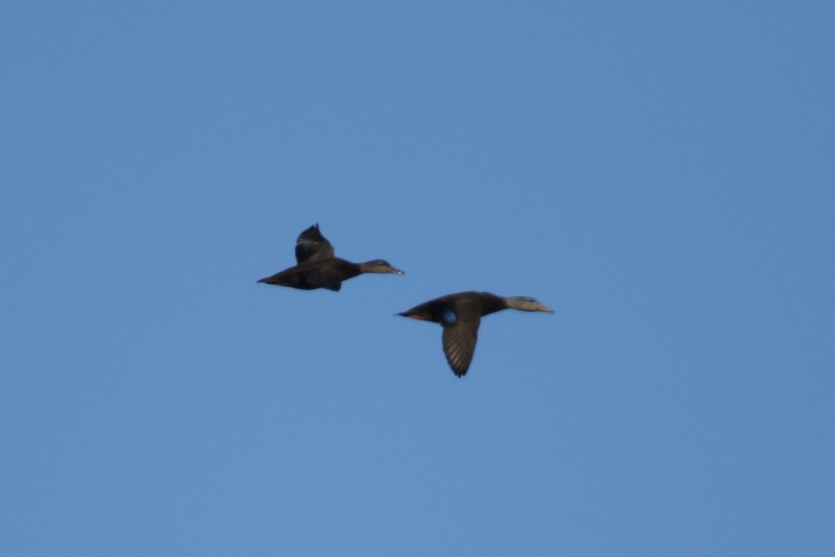 American Black Duck - ML614601080