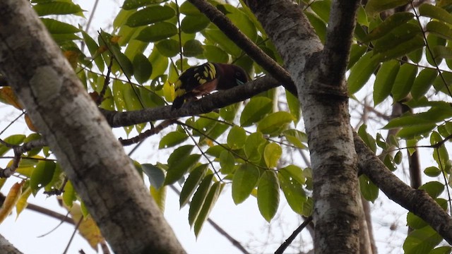 Banded Broadbill - ML614601082