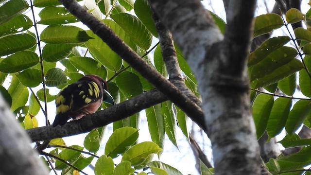 Banded Broadbill - ML614601084