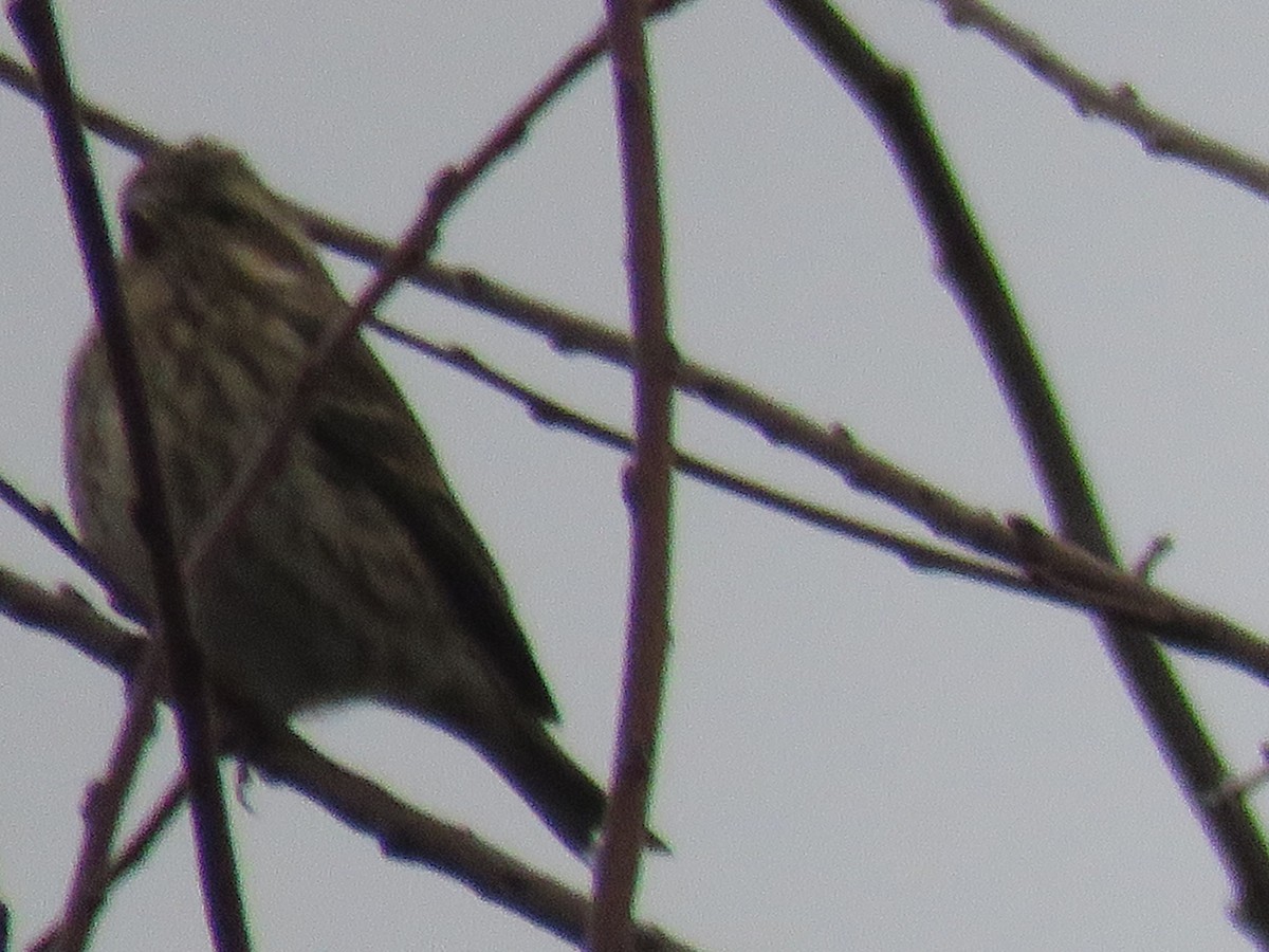 Purple Finch - ML614601169