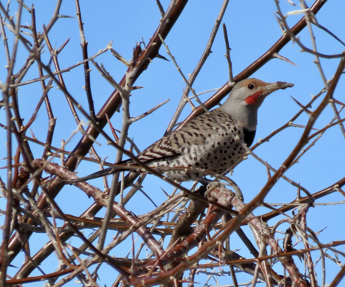 Northern Flicker - ML614601175