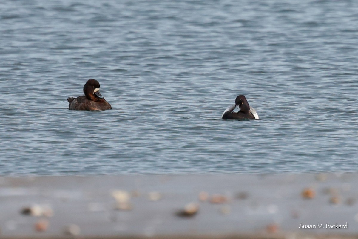 Lesser Scaup - ML614601245