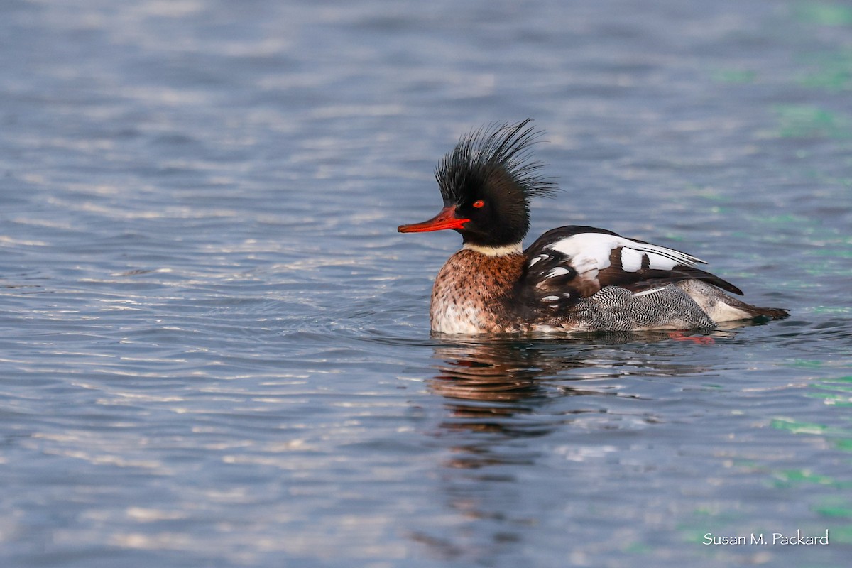 Red-breasted Merganser - Susan Packard